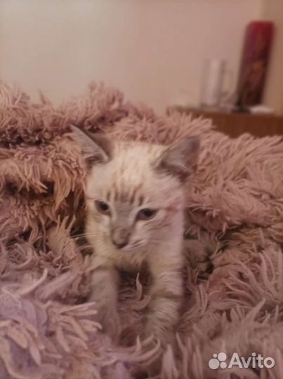 Кошки бесплатно