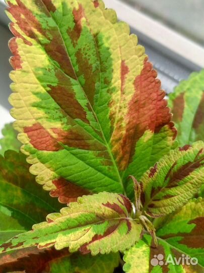 Колеус вегетативный 