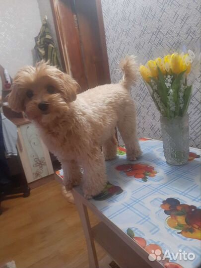 Болонка