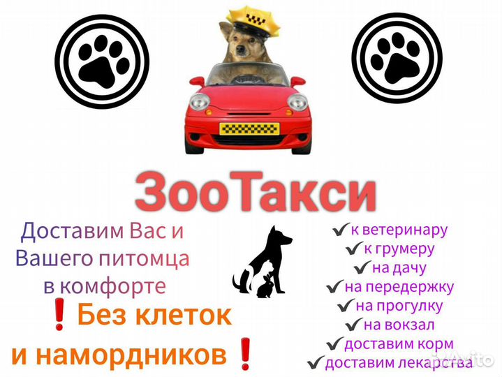 Перевозка домашних животных зоотакси