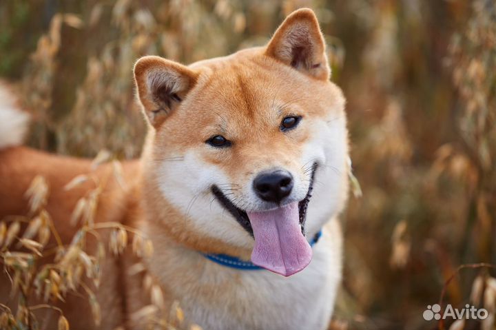 Породный кобель сиба ину (вязка)
