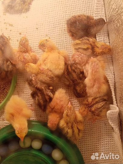 Яйца перепелиные домашние