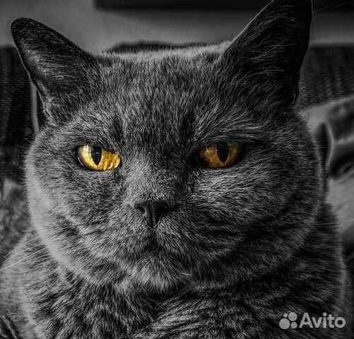 Передержка котов/кошек на время отпуска