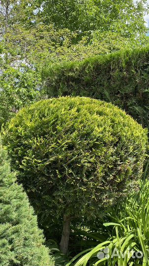 Стрижка кустарников, стрижка живой изгороди