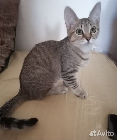 Кошечка котенок