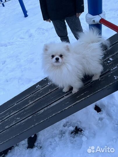 Лео, ищет девочку бесплатно