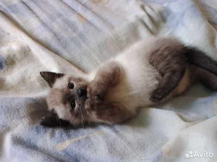 Сиамские котята