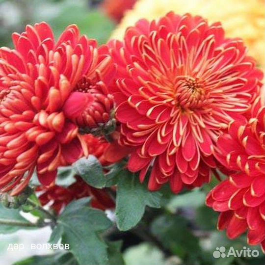 Хризантемы мультифлоры и корейские