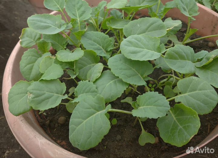 Рассада овощей