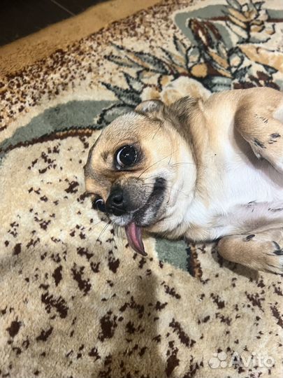 Ищу девочку на вязку