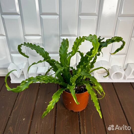 Асплениум Осака