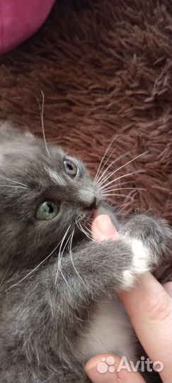 Котенок в добрые руки