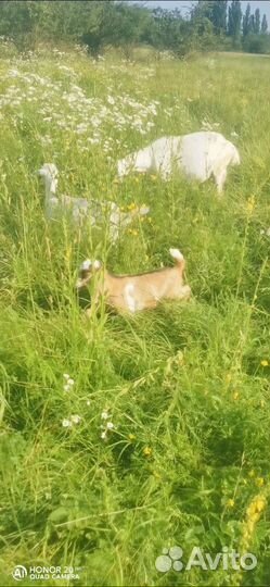 Козье молоко оптом масло сливочное оптом