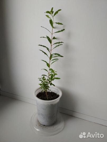 Гранат комнатный. Детка. Привезу