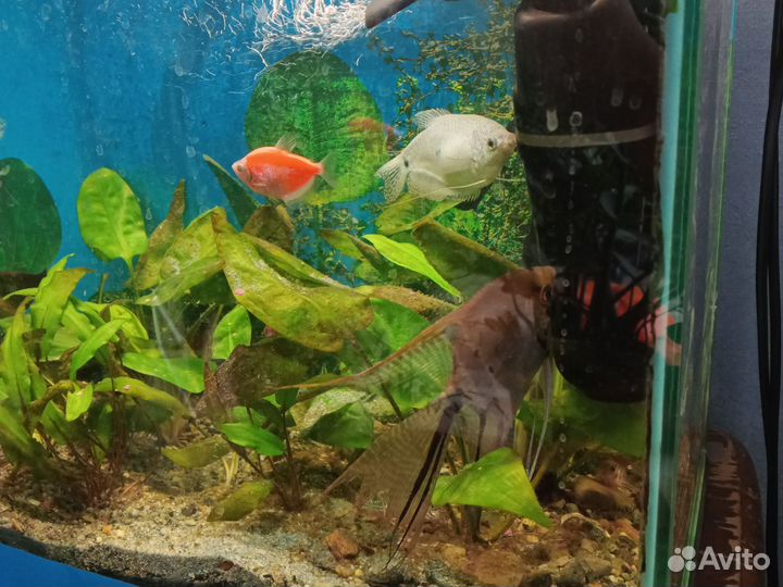 Аквариум