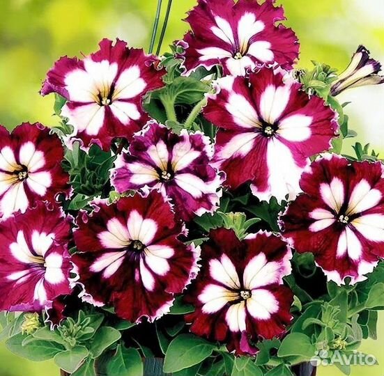 Профессиональные семена цветов