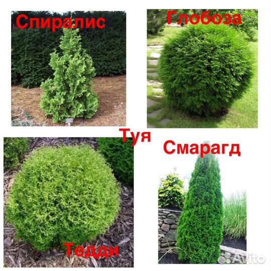 Туя Брабант, Смарагд, Спиралис и др