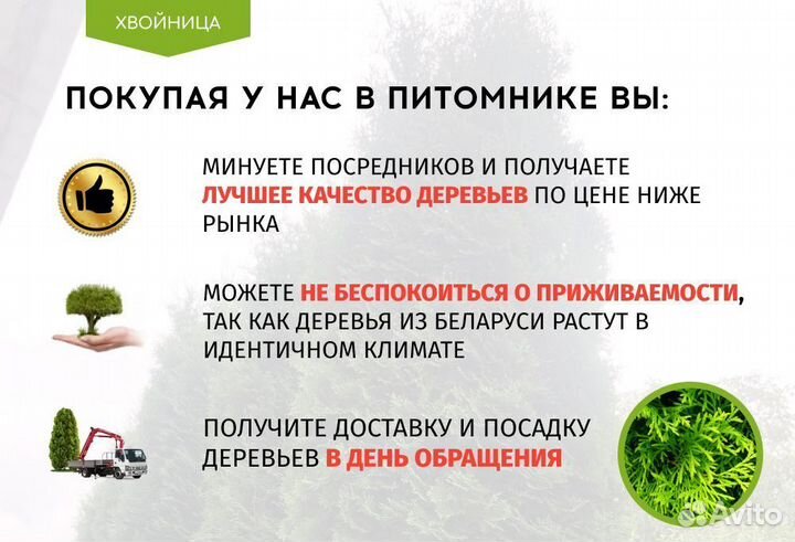 Туи Экста качества Брабант