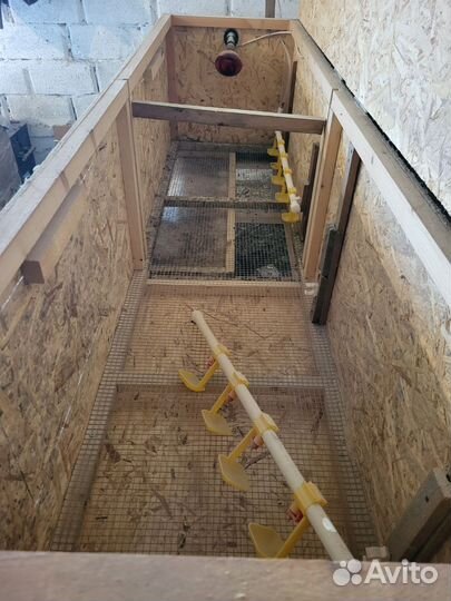 Брудар для цыплят