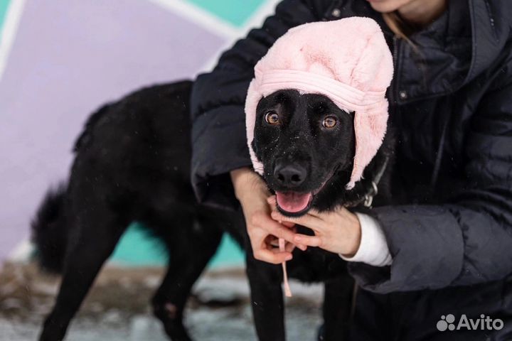 Цезарь ищет дом