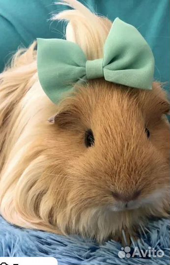 Морская свинка