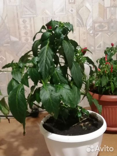 Перец комнатный острый