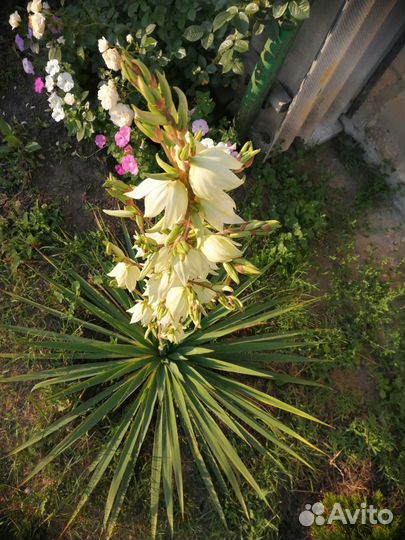 Юкка садовая