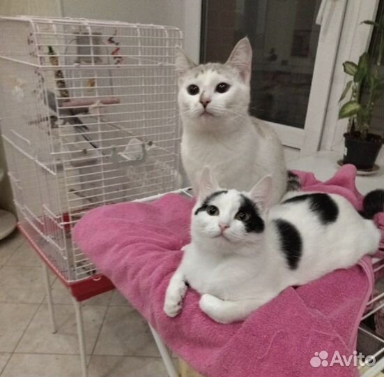 Кошечки в дар стерилизованные