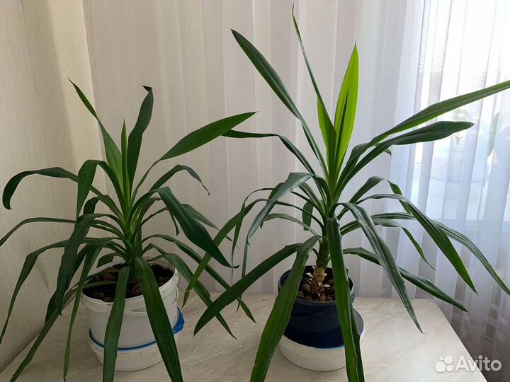 Пальма юкка