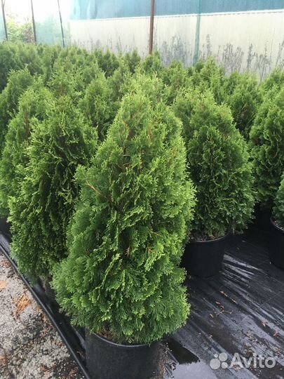 Туя Колумна ель самшит в любом количестве