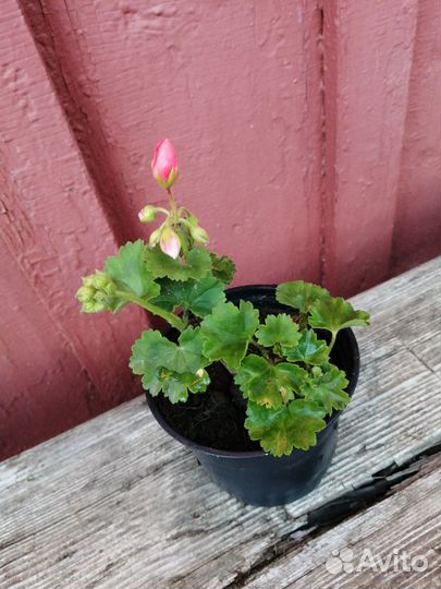 Герань пеларгония