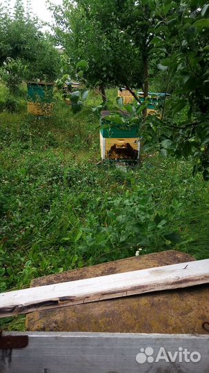 Мёд 2023 цена за 3 литра