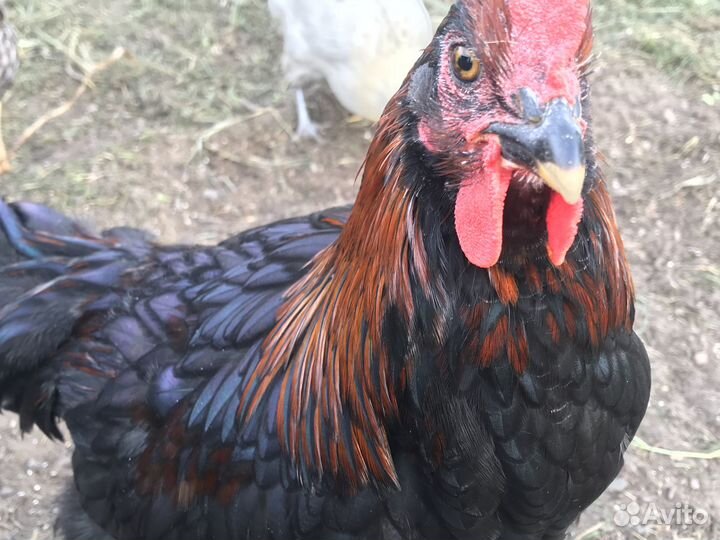 Молодые петушки