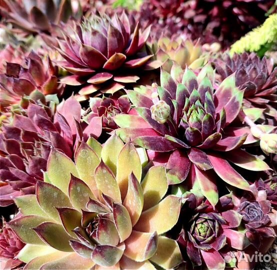 Вечно живое