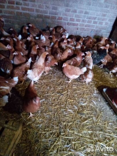 Молодые курочки Радониты