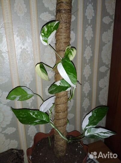 Эпипремнумы. Бронь. Пилея. Аглаонемы