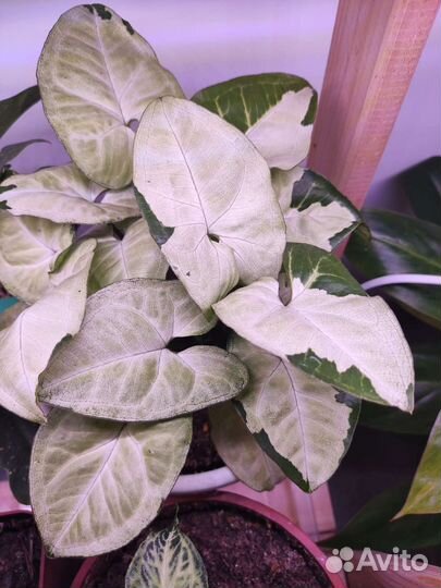 Комнатные растения, Филодендроны, и др