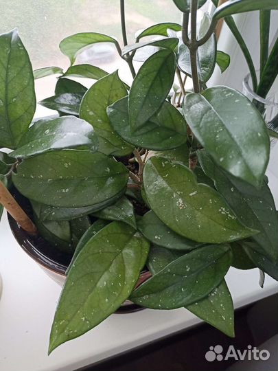 Хойя восковой плющ