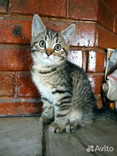 Котенок в добрые руки