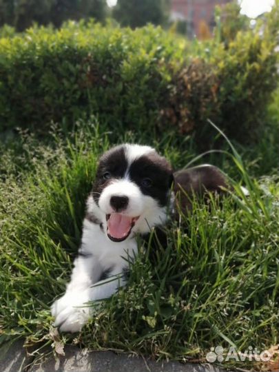 Щенки Бордер-колли