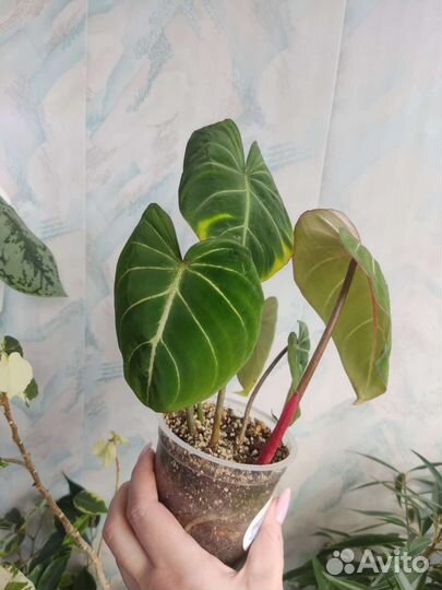 Монстера. Амидриум Т02. Филодендроны
