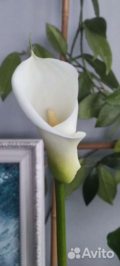 Калла эфиопская