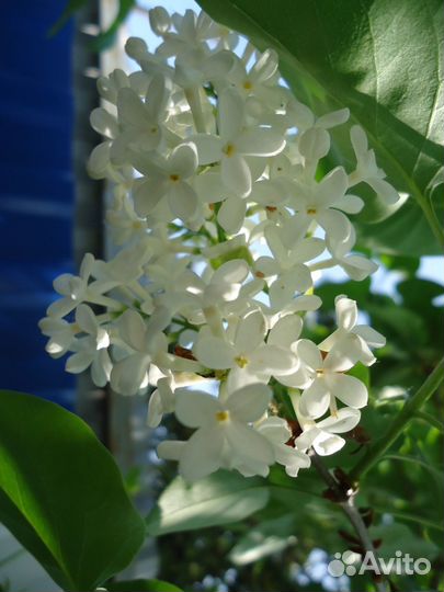 Чубушник жасмин,спирея,ирисы,сирени