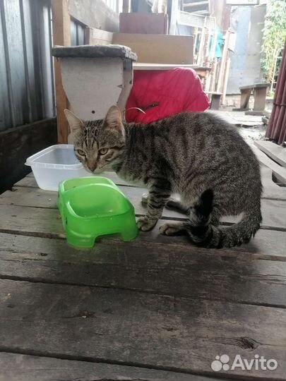 Котик ищет дом