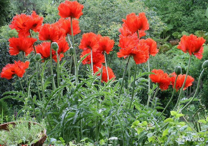 Мак махровый, калифорнийский