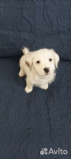 Собаки щенки