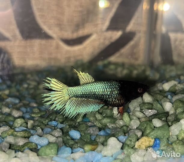 Рыбка петушок самка