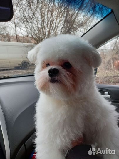 Вязка собак мальтипом