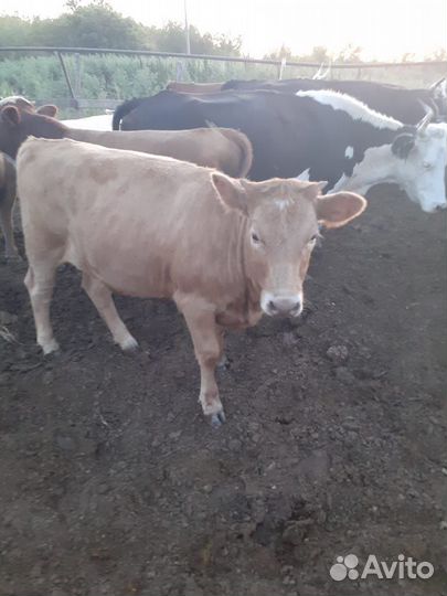 Телки сементалки