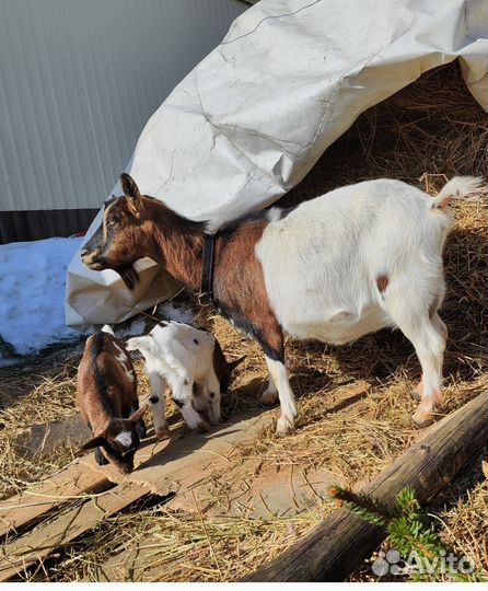 Камерунская козочка и козлик. Чп